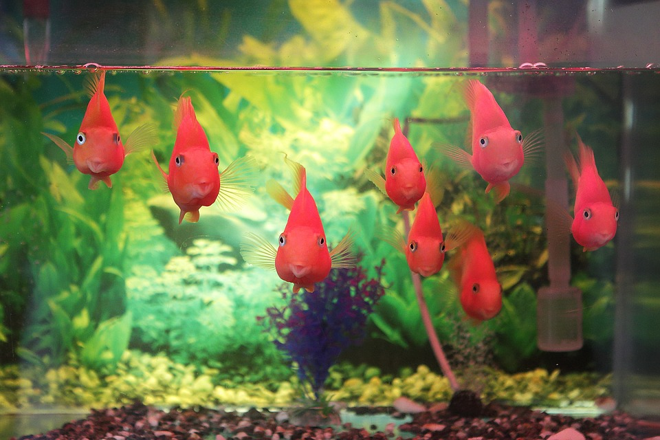 Image of the best 30 gallon fish tank